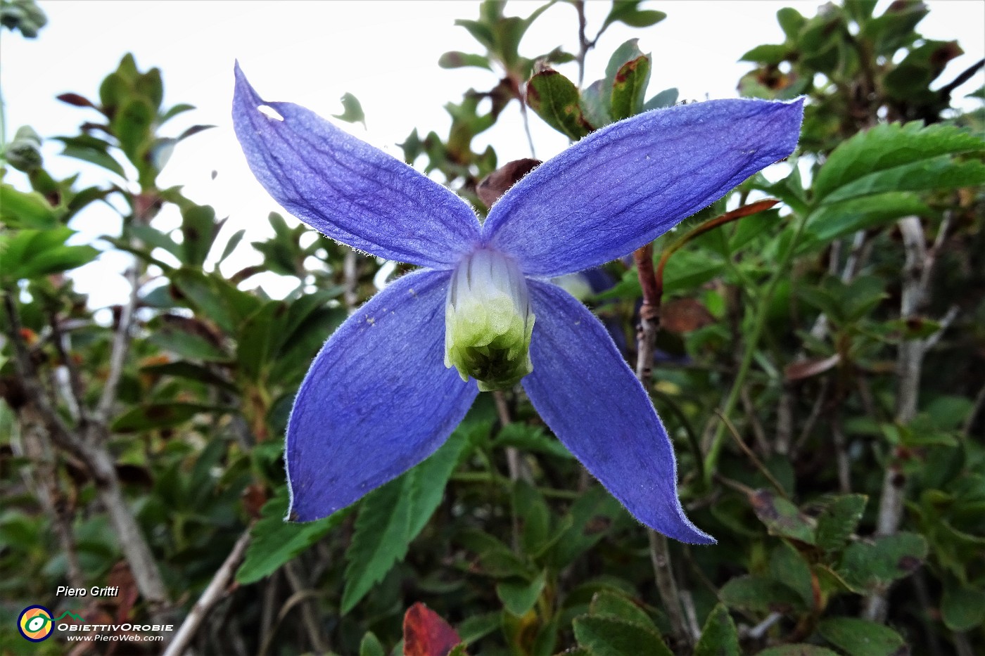 25 Clematide alpina (Clematis alpina).JPG